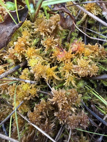 Sphagnum subsecundum observed 2026-08-30