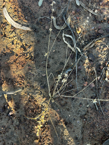 Eragrostis elongata observed 2026-07-17