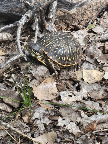 Plains Box Turtle
