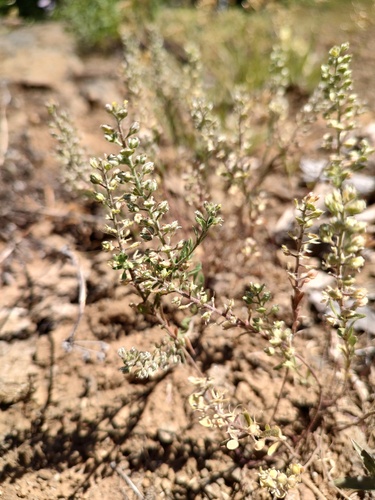 Alyssum alyssoides