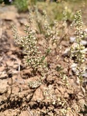 Alyssum alyssoides