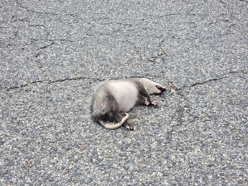 Virginia Opossum