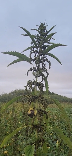 slender stinging nettle