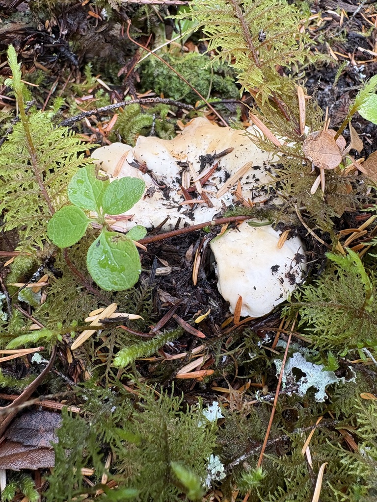 White Chanterelle · August 2026 · photo: Photo: (c) sylbobaggins, some rights reserved (CC BY) · iNaturalist