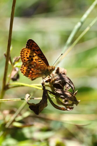 iNaturalist observation photo of Greater Fritillaries