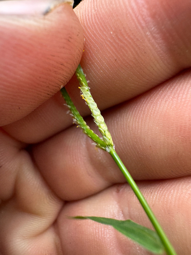 Paspalum conjugatum observed 2026-08-30
