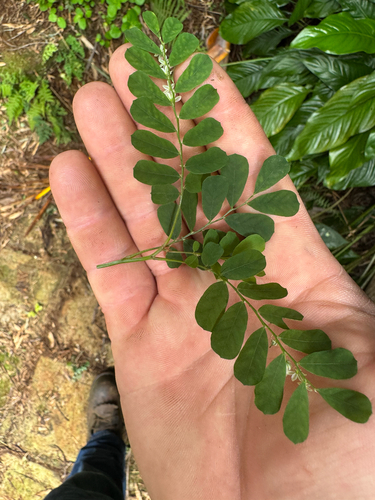 Phyllanthus leucanthus observed 2026-08-30