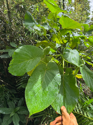 Piper auritum observed 2026-08-30