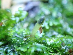 Riccardia chamedryfolia