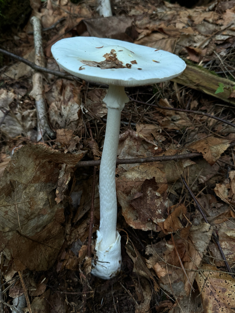 Eastern North American Destroying Angel · August 2026 · photo: Photo: (c) Michele Wiseman, some rights reserved (CC BY) · iNaturalist