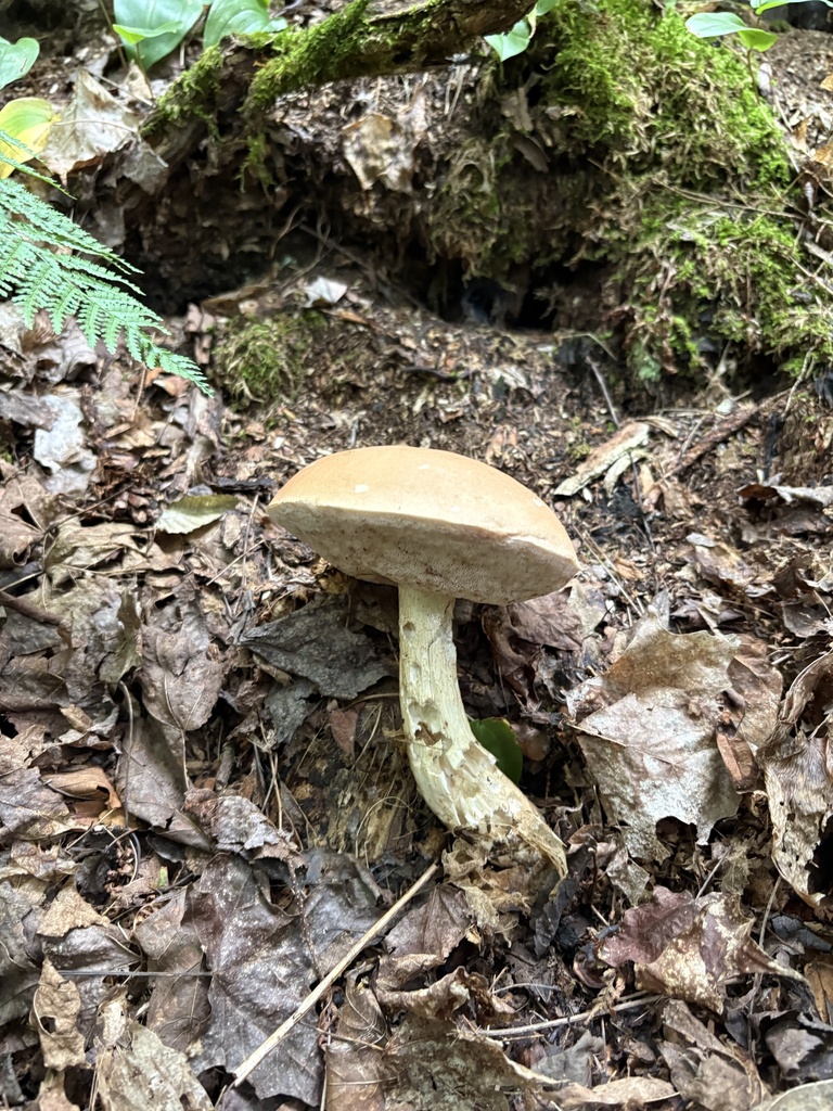 Bitter Bolete · August 2026 · photo: Photo: (c) ewasiukb, some rights reserved (CC BY) · iNaturalist