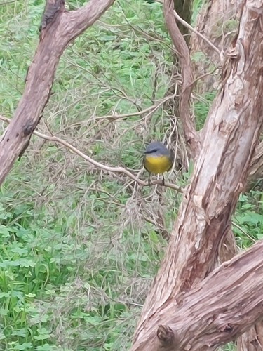 Eastern Yellow Robin