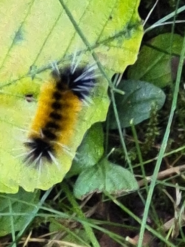 Spotted Tussock Moth