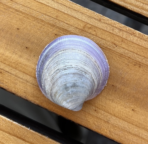 Chinese Venus Clam