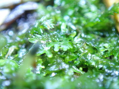 Riccardia chamedryfolia