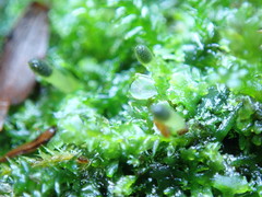 Riccardia chamedryfolia