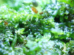 Riccardia chamedryfolia