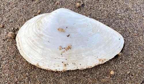 Mya japonica