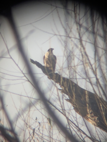 Peregrine Falcon