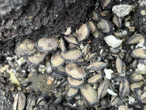 Isognomon californicum observed 2026-08-30