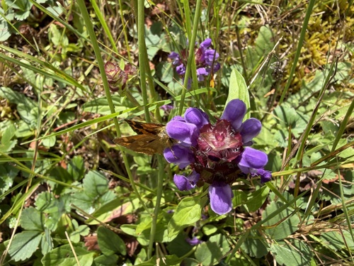 Woodland Skipper