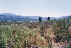 Lavandula pedunculata