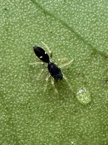 Myrmarachne nigella observed 2026-08-30