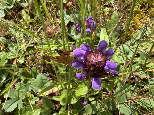 common selfheal