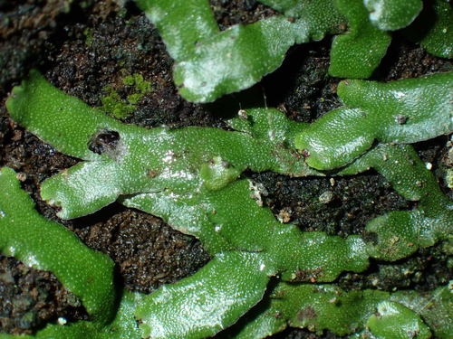 Targionia hypophylla observed 2026-08-30