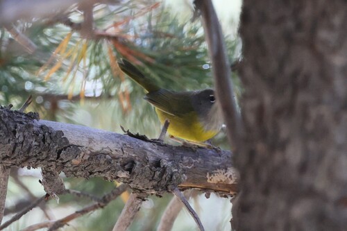 iNaturalist observation photo of MacGillivray's Warbler