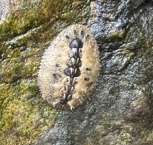 Acanthochitona rubrolineata