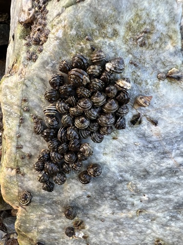 Littorina brevicula