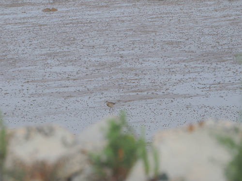 Eurasian Whimbrel