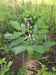 Dictamnus dasycarpus