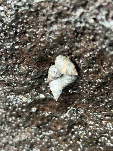 Littoraria pintado observed 2026-08-30