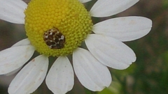 Anthrenus angustefasciatus