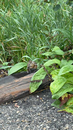 Uinta Chipmunk observed by kierstin34655