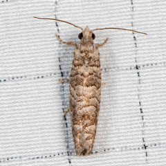 Retinia gemistrigulana