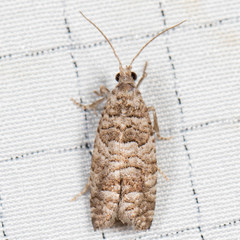 Retinia gemistrigulana