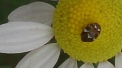 Anthrenus angustefasciatus