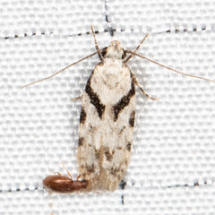 Pseudotelphusa palliderosacella