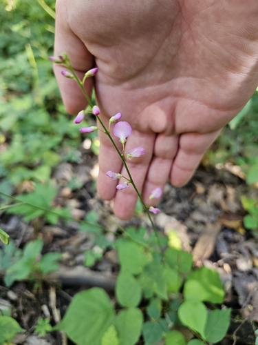 pointed-leaved tick-trefoil