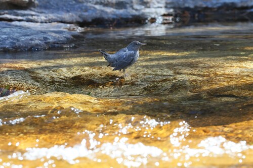 iNaturalist observation photo of American Dipper