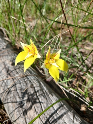 Cowslip Orchid