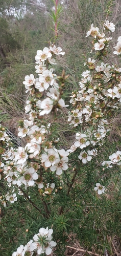 prickly tea-tree