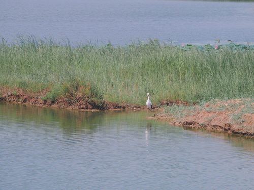 Oriental Stork