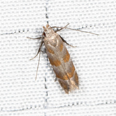 Battaristis vittella