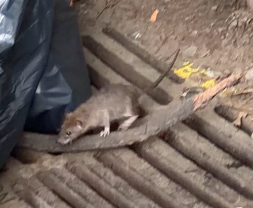 Rat photographed near here on 2026-08-30
