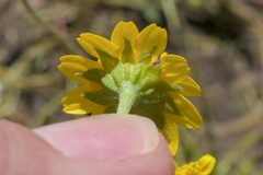 (c) Kyle Elshoff, some rights reserved (CC BY) Lasthenia fremontii, photograph (c) Kyle Elshoff, some rights reserved (CC BY)