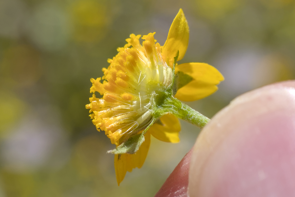 Lasthenia fremontii; photograph (c) Kyle Elshoff, some rights reserved (CC BY)